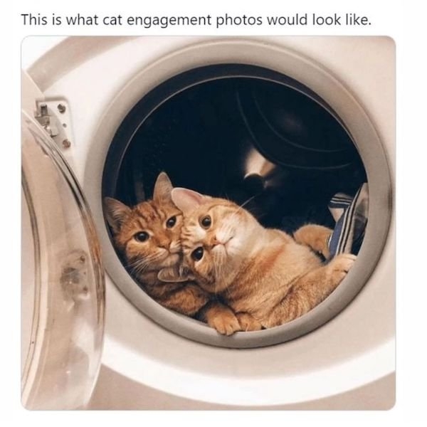 catmemes3_002