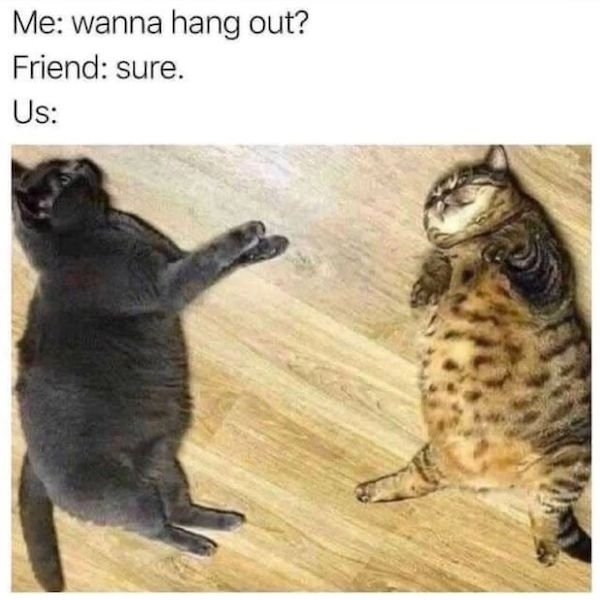 catmemes3_004