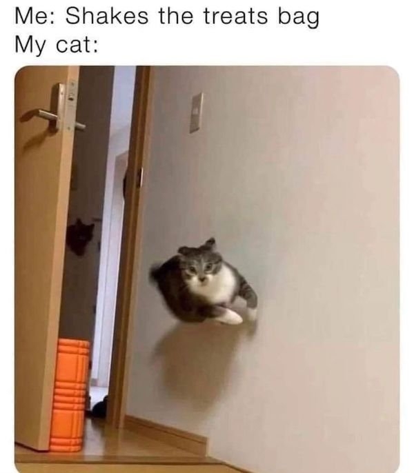 catmemes3_005