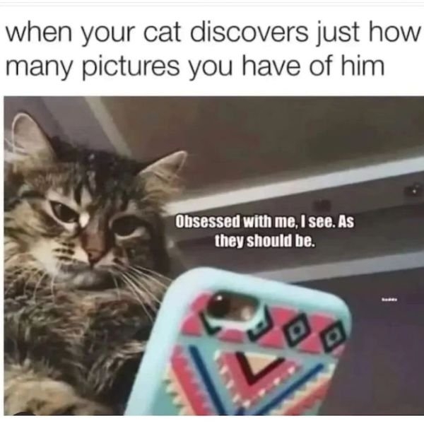 catmemes3_008