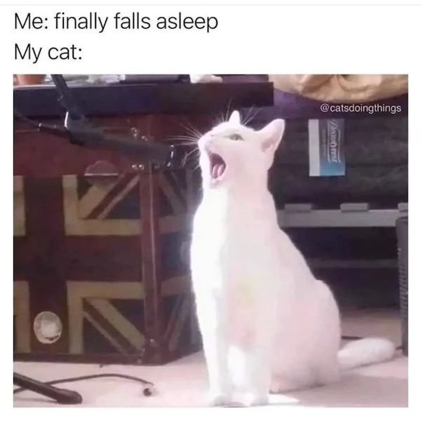 catmemes3_014