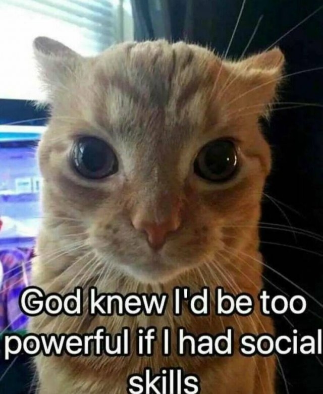 catmemes3_026