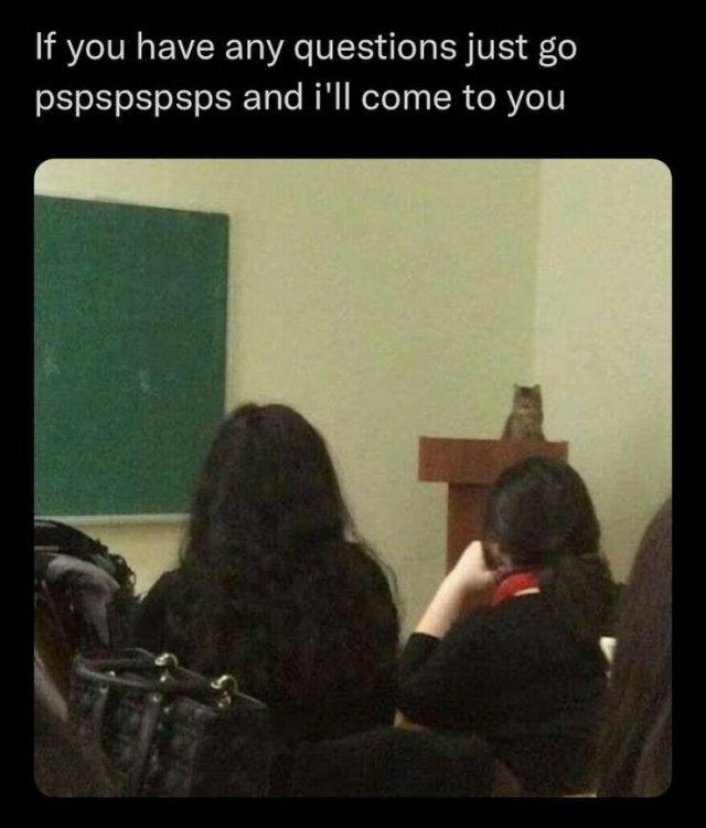 catmemes3_029