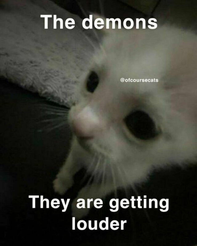 catmemes3_033