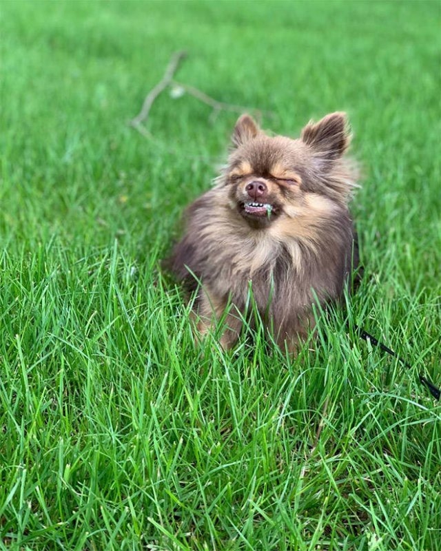 dogs25_001