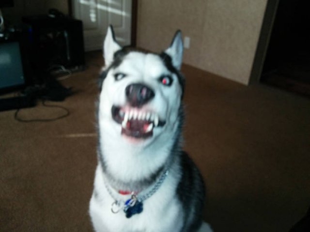 dogs25_002