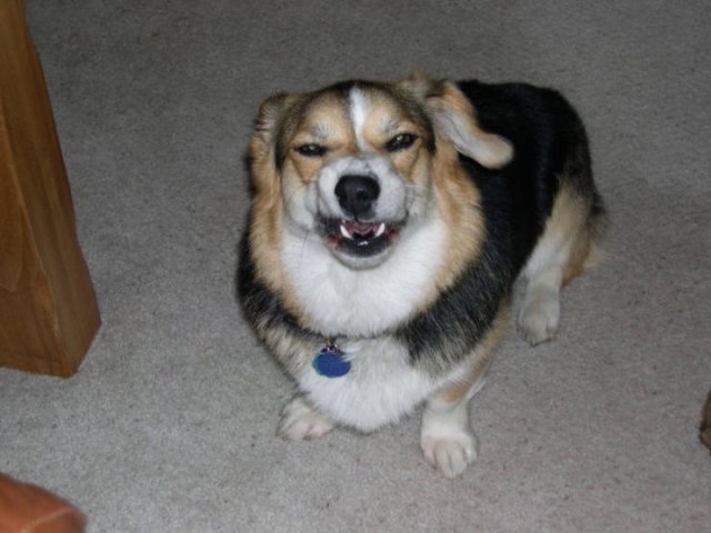 dogs25_003