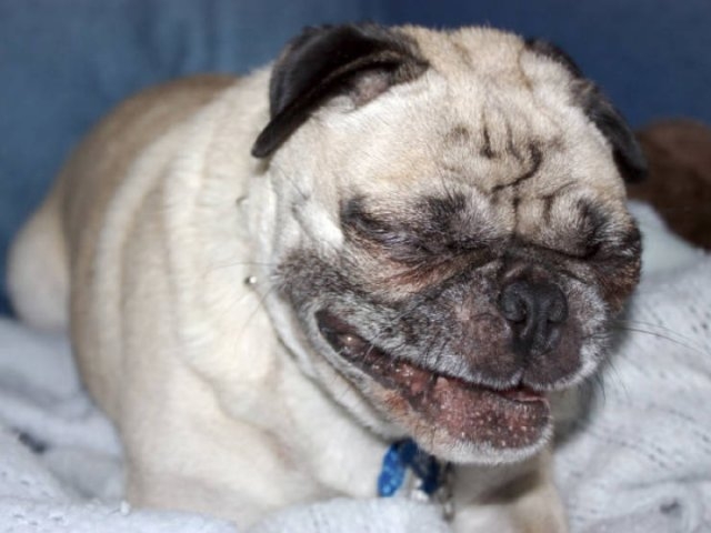 dogs25_004