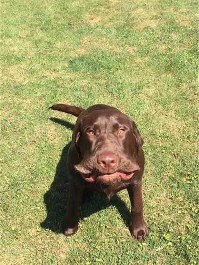 dogs25_005