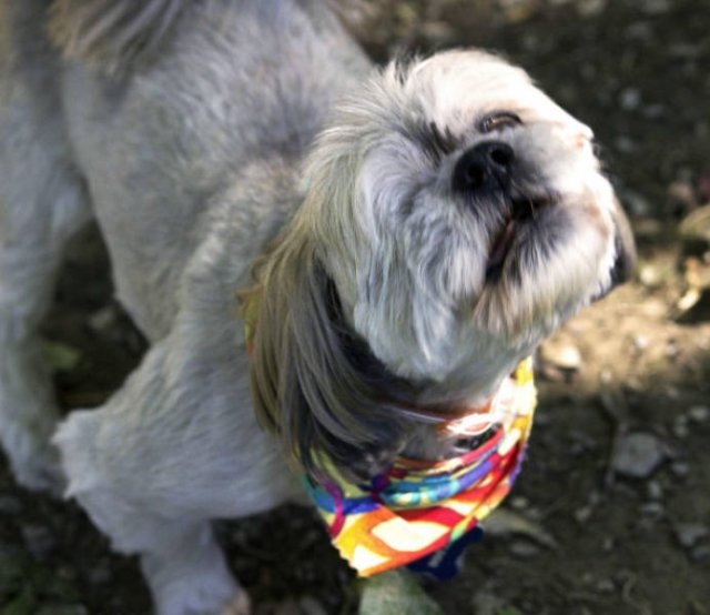 dogs25_006