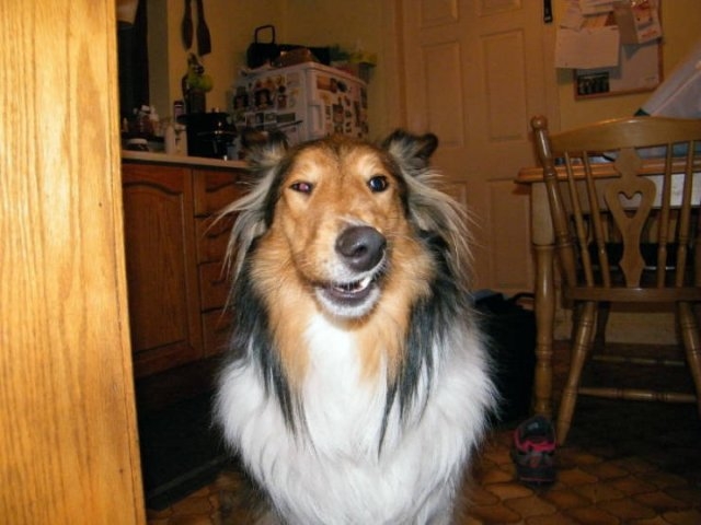 dogs25_007