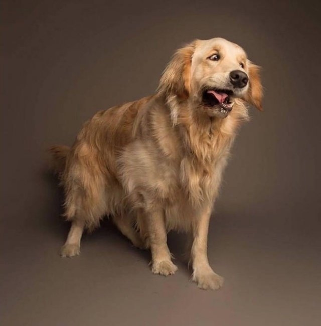 dogs25_008