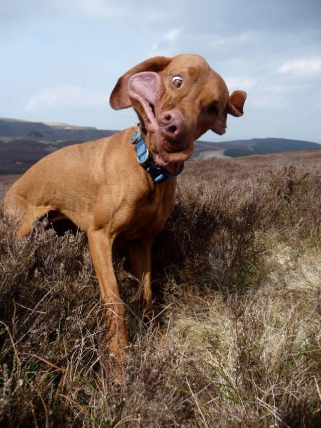 dogs25_009