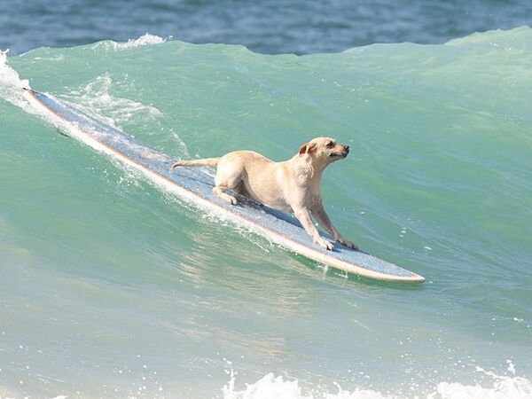 dogs25_010