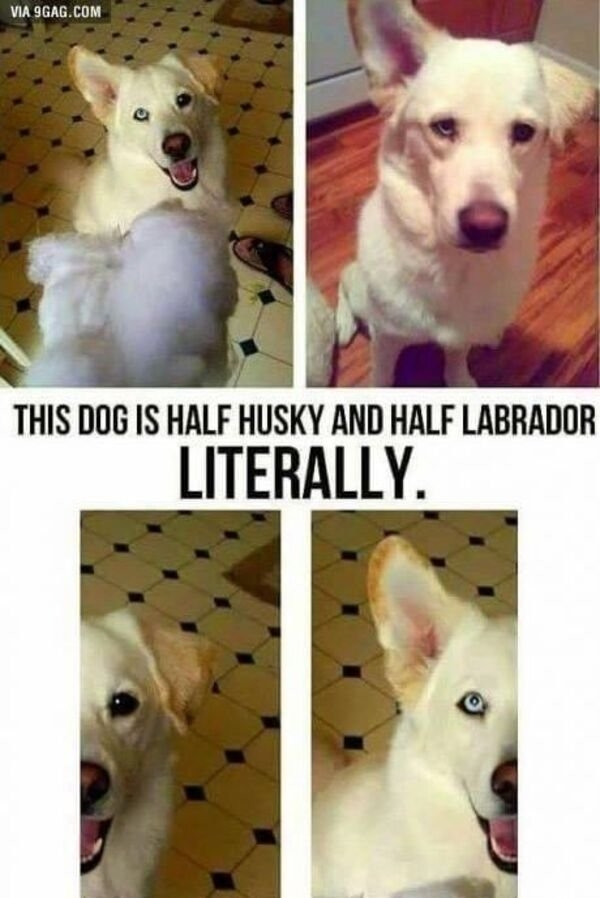dogs25_012