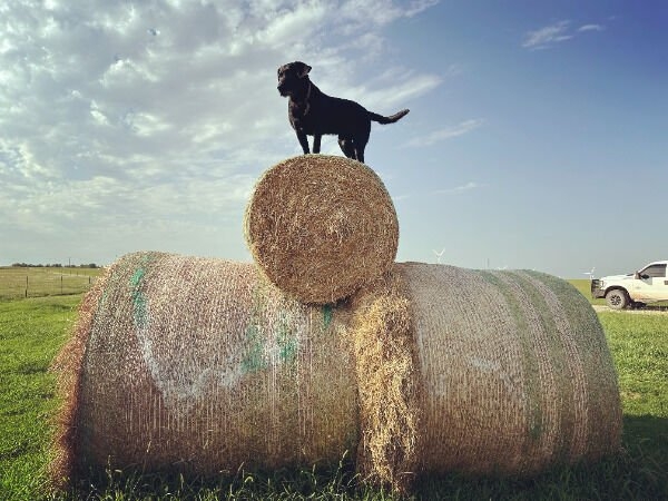 dogs25_013
