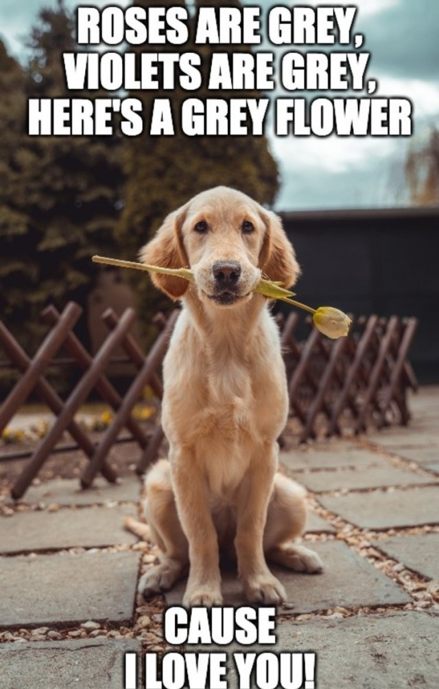 dogs25_016