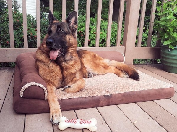 dogs25_017