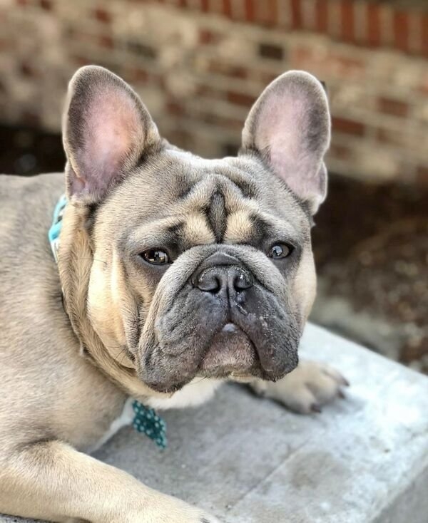 dogs25_019
