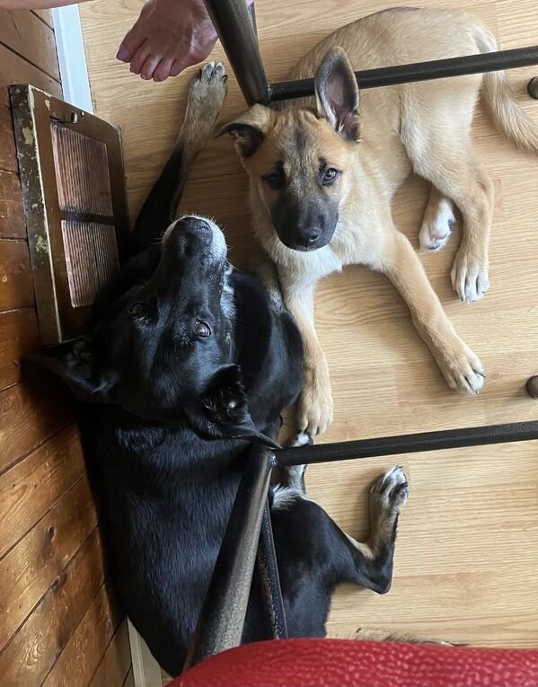 dogs25_020