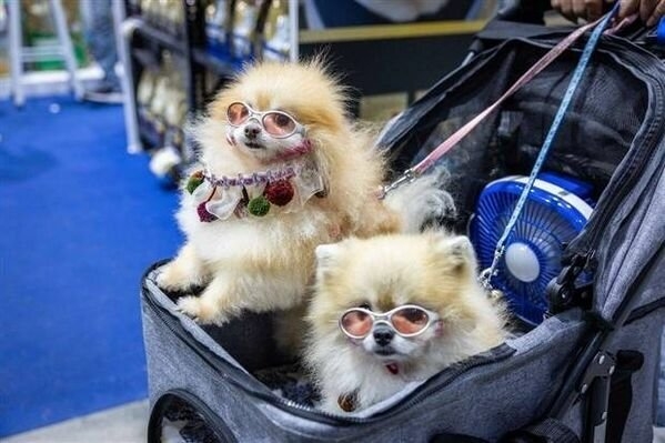 dogs25_022