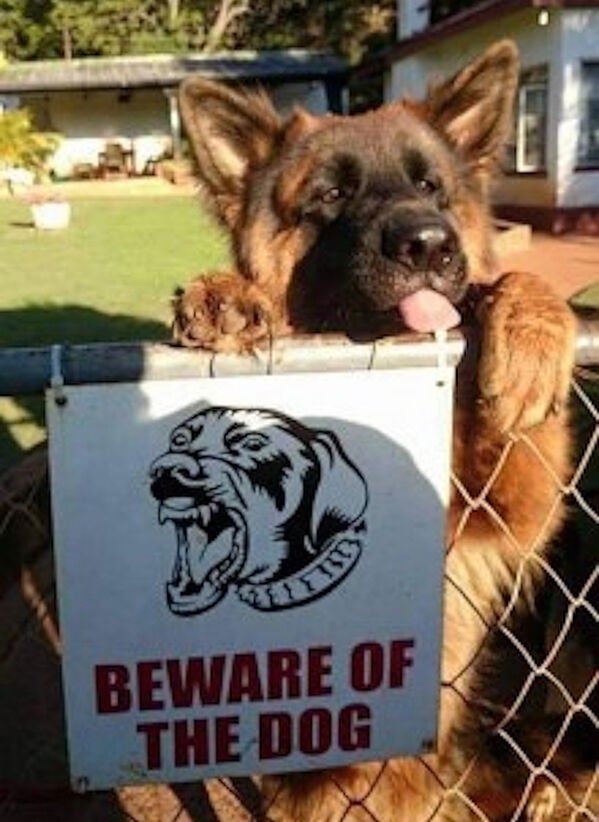 dogs25_023