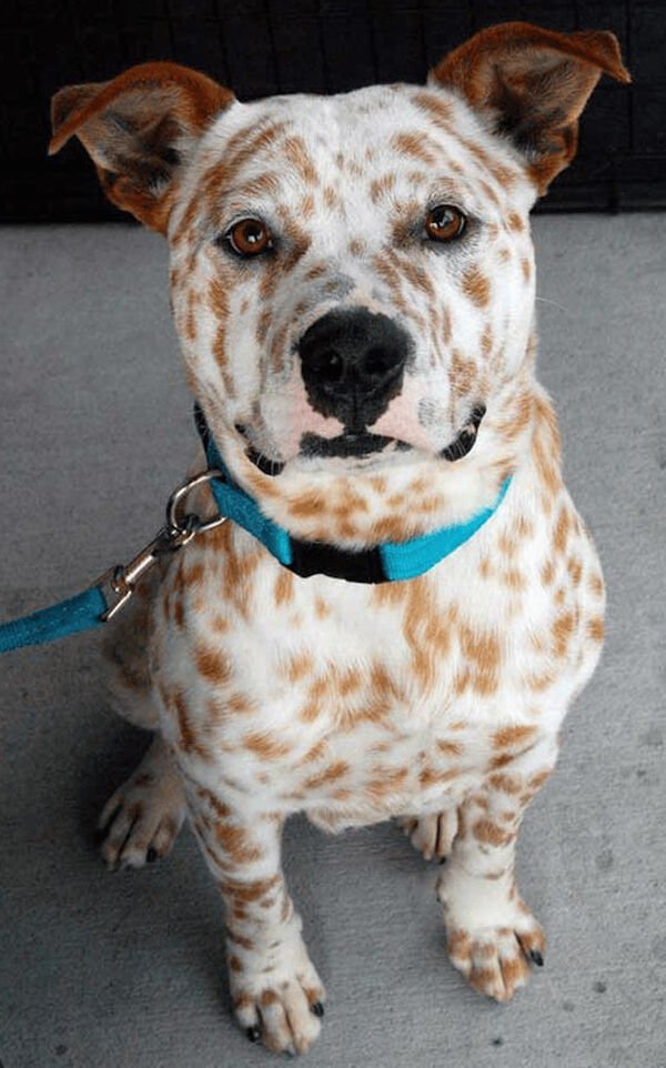 dogs25_024
