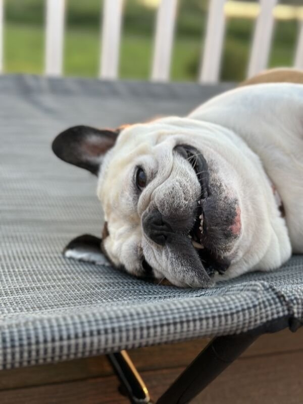 dogs25_025