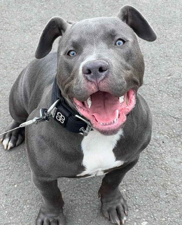 dogs25_026