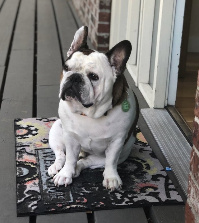 dogs25_027