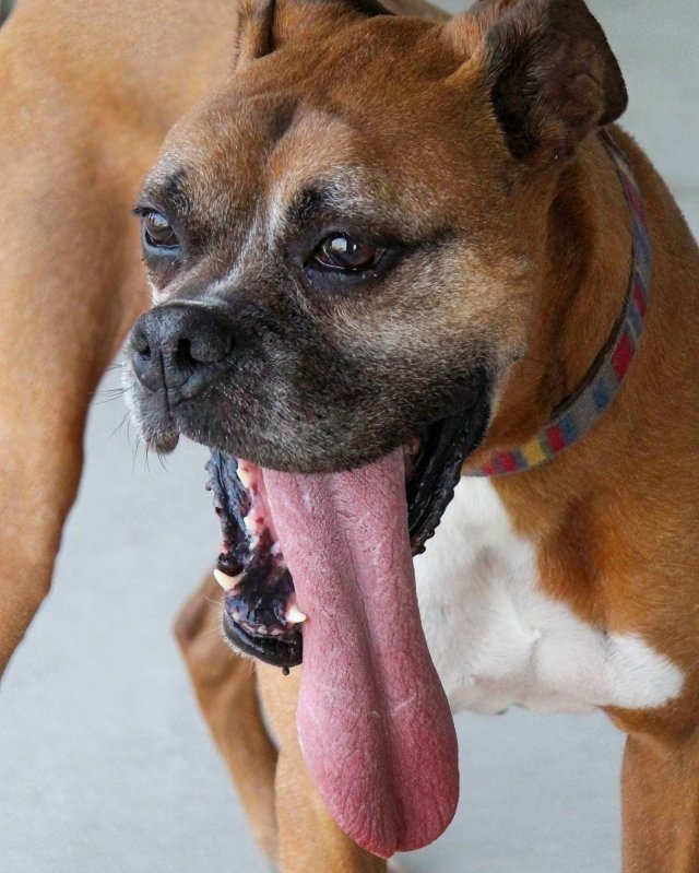 dogs25_028