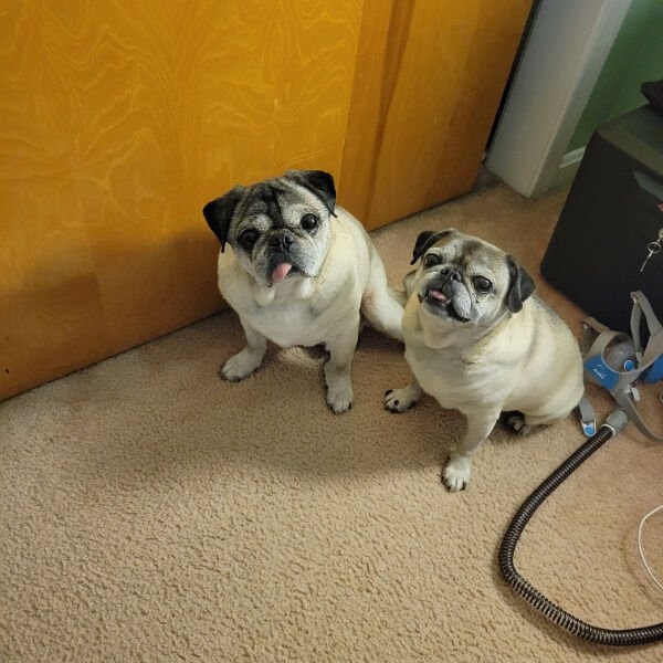 dogs25_034
