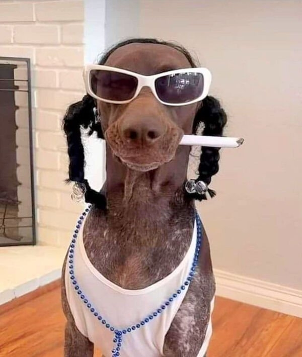 dogs25_035