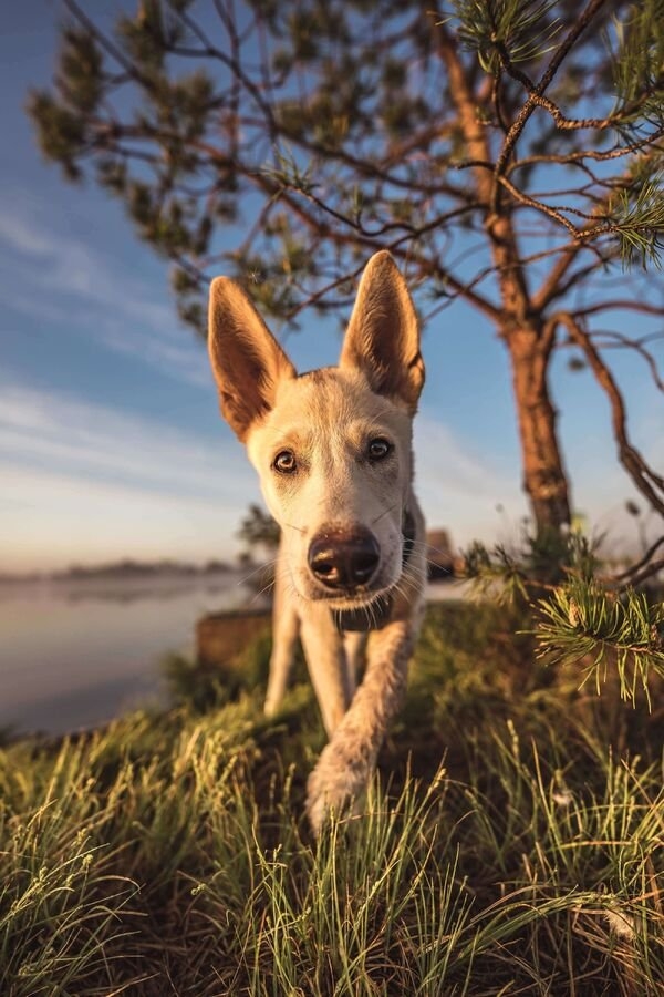 dogs25_037
