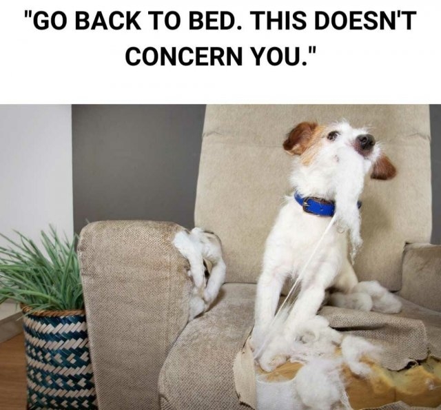 dogs25_039