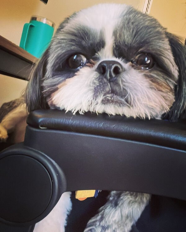 dogs25_040