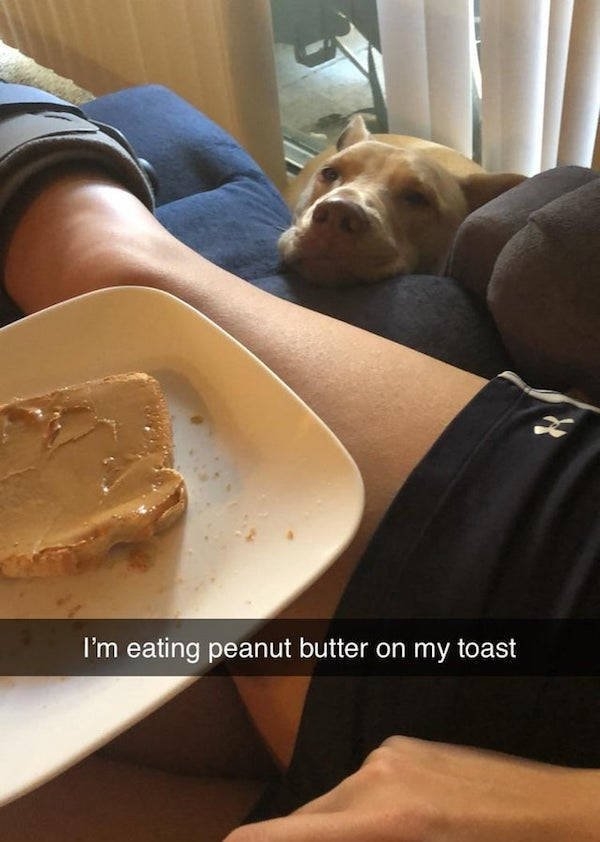 funnyanimals81_017