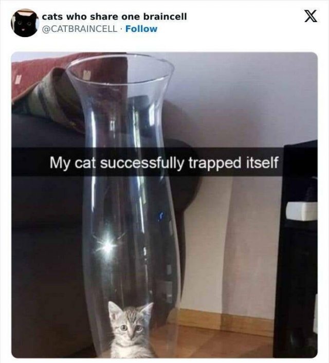 funnycats32_029