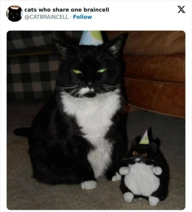 funnycats33_001