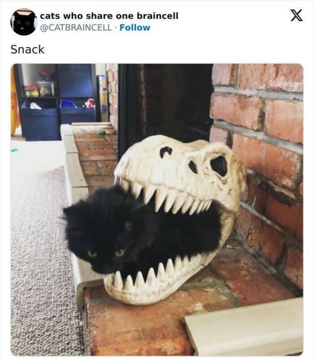 funnycats33_002
