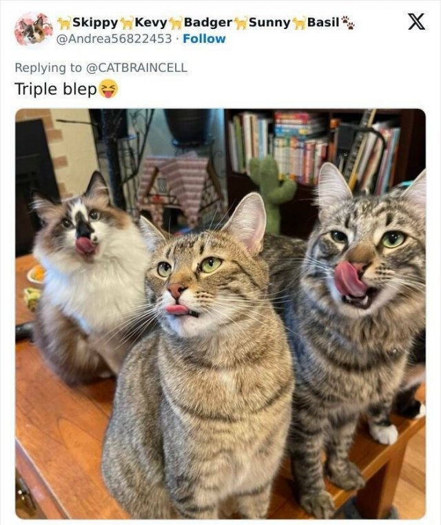 funnycats33_003
