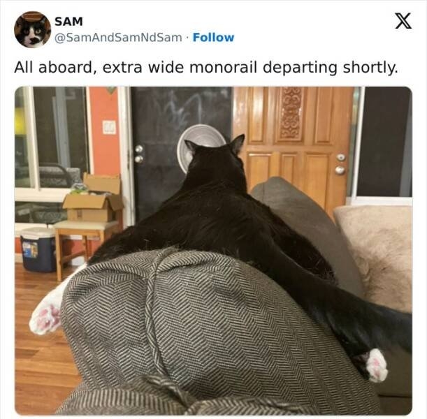 funnycats33_004