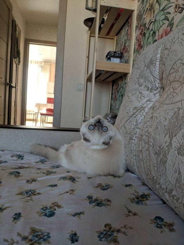 funnycats33_005
