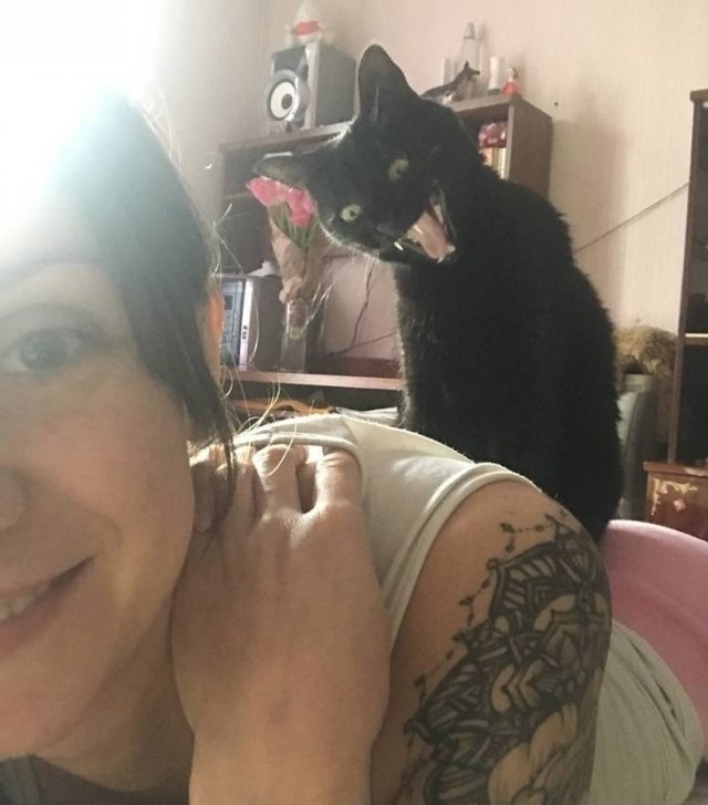 funnycats33_006