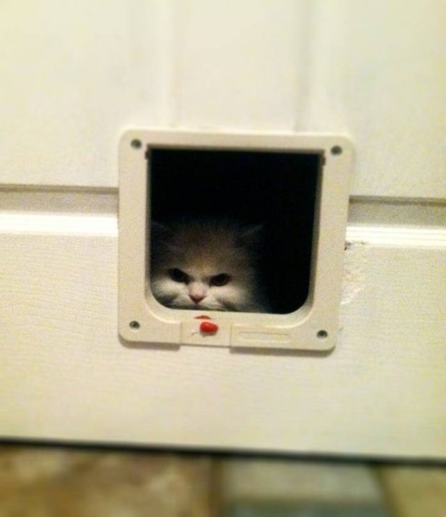 funnycats33_007