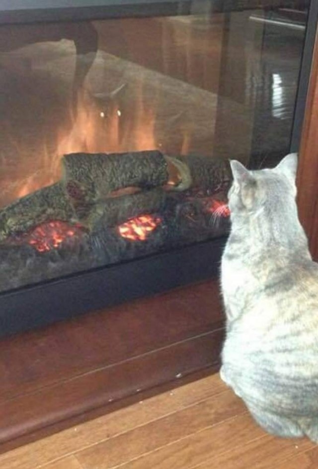 funnycats33_008