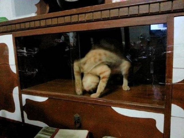 funnycats33_009
