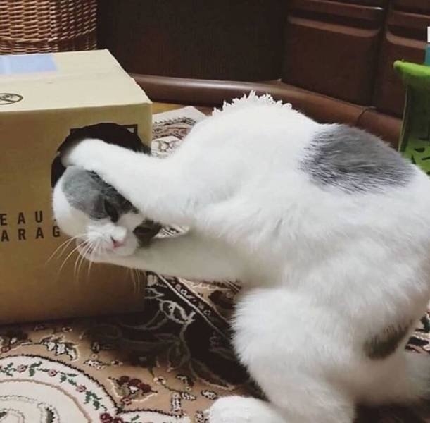 funnycats33_010
