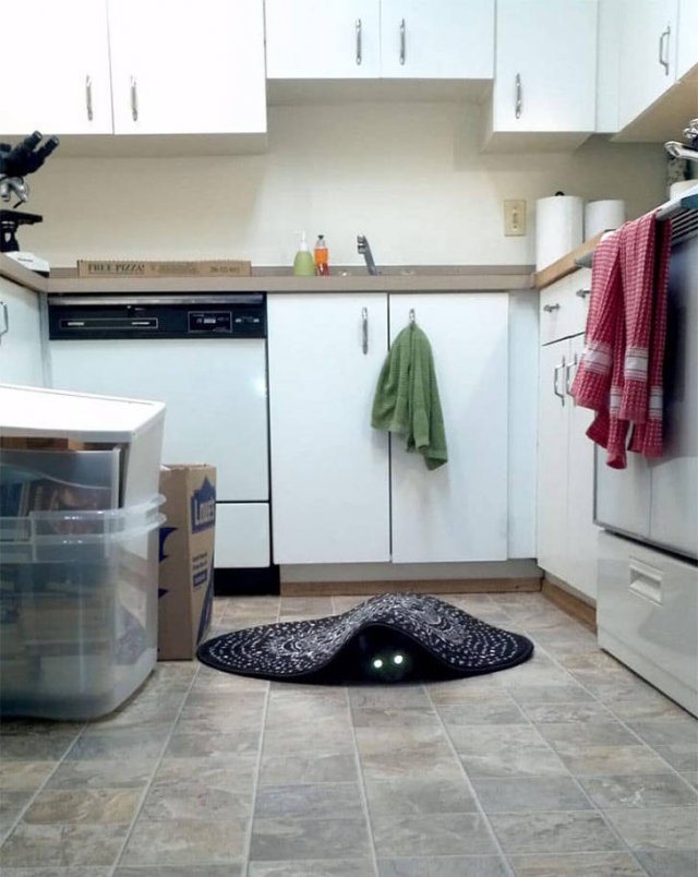 funnycats33_011