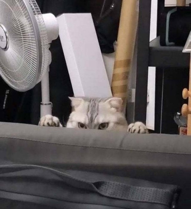 funnycats33_012